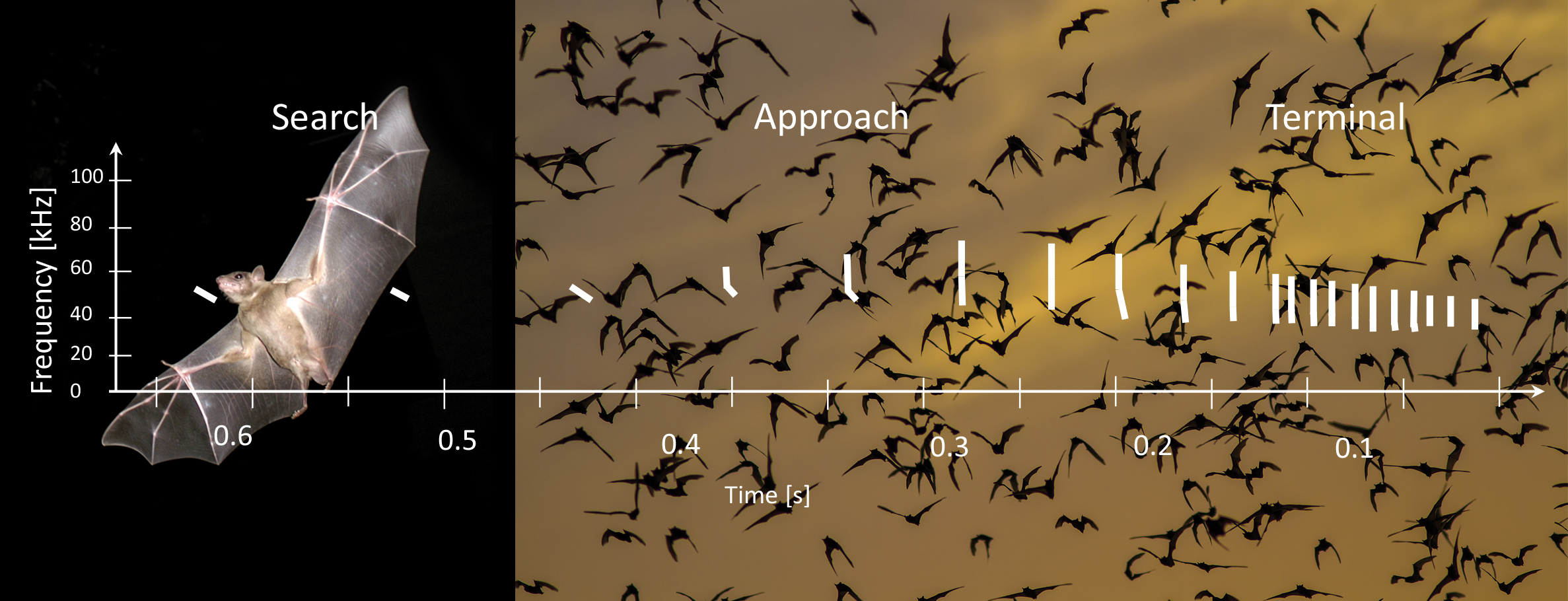 The "living proof" for cognitive sensors – bats of the genus Tadarius and waveform sequence for target localization.